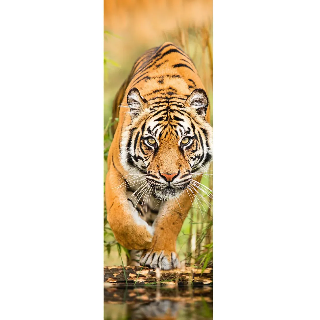 Sale Jumboposter Big Tiger Walking, Nr. 33 Poster