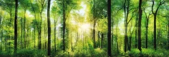 Clearance Jumboposter Bright Summer Forest, Nr. 31 Poster