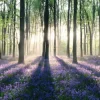 New Jumboposter Enchanted Forest, Nr. 12 Poster