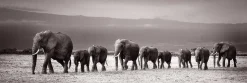 Hot Jumboposter Line Of Elephants, Nr. 27 Poster