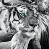 Sale Jumboposter Tiger, Nr. 3 Poster
