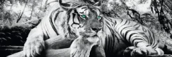 Sale Jumboposter Tiger, Nr. 3 Poster