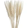 Hot Pampasgras, Creme, 78 Cm Raumdeko Hochzeit|Tischdeko Hochzeit