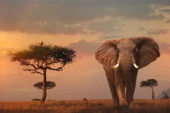Sale Poster African Wildlife Elephant, Nr. 4 Poster