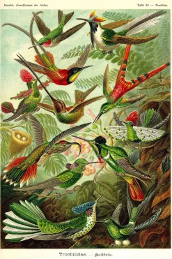 Online Poster Beautiful Birds, Nr. 66 Poster