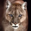 Best Poster Cougar, Nr. 192 Poster|Weihnachtsgeschenke