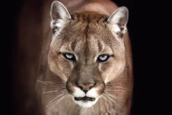 Best Poster Cougar, Nr. 192 Poster|Weihnachtsgeschenke