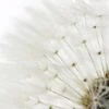 Sale Poster Dandelion - White, Nr. 218 Poster