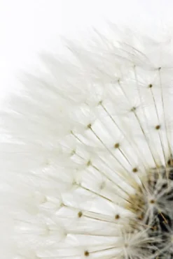 Sale Poster Dandelion - White, Nr. 218 Poster
