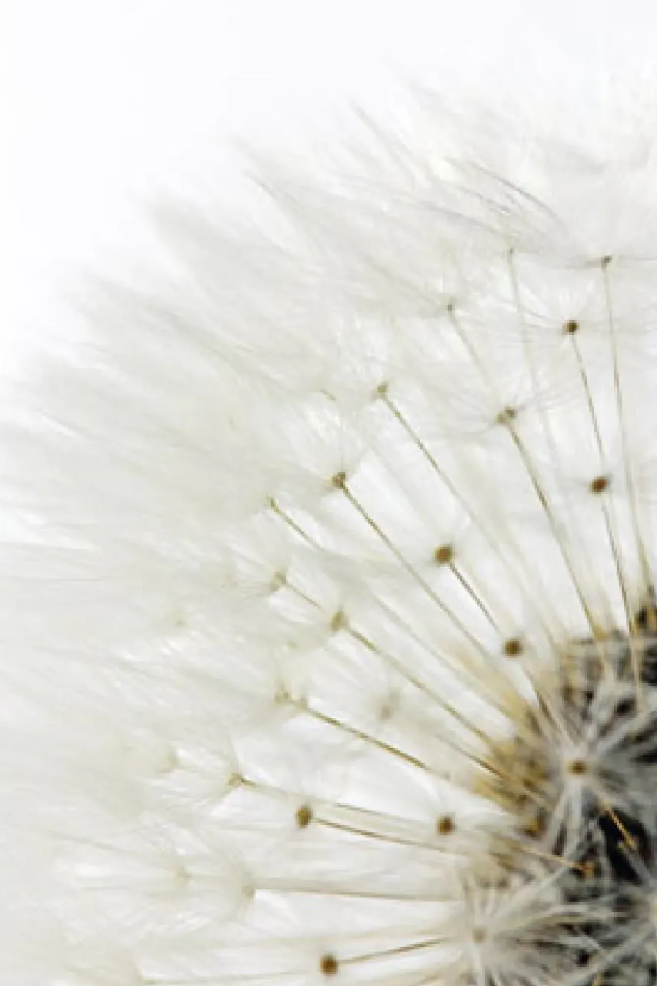 Sale Poster Dandelion - White, Nr. 218 Poster