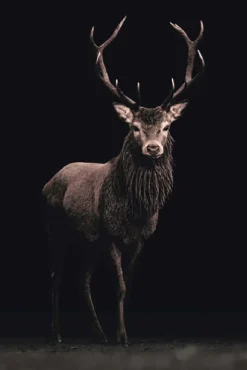 Outlet Poster Deer On Black, Nr. 160 Poster