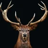 Discount Poster Deer Portrait, Nr. 163 Poster