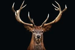 Discount Poster Deer Portrait, Nr. 163 Poster