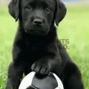 Hot Poster Dog - Labrador Football, Nr. 65 Poster|Weihnachtsgeschenke