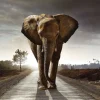 Online Poster Elephant King, Nr. 200 Poster|Weihnachtsgeschenke