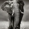 Discount Poster Elephant Walking, Nr. 156 Poster|Weihnachtsgeschenke