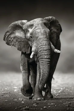 Discount Poster Elephant Walking, Nr. 156 Poster|Weihnachtsgeschenke