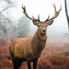 Online Poster Hirsch Im Wald, Nr. 236 Poster