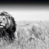 Sale Poster Kings Of Nature - Lion, Nr. 129 Poster
