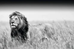 Sale Poster Kings Of Nature - Lion, Nr. 129 Poster