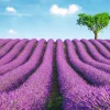 Sale Poster Lavender Field, Nr. 147 Poster