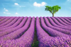 Sale Poster Lavender Field, Nr. 147 Poster