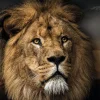 New Poster Lion Design, Nr. 188 Poster