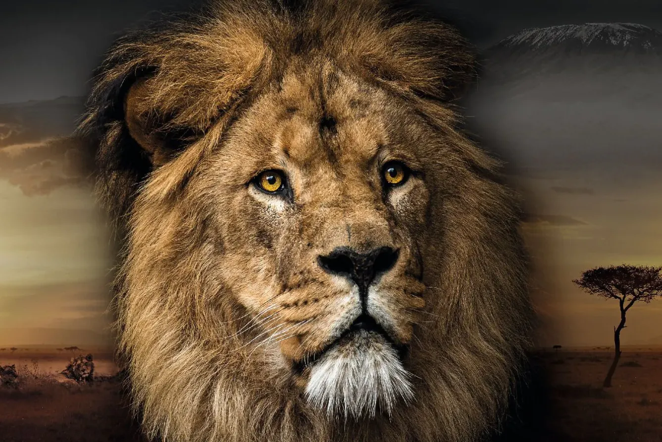New Poster Lion Design, Nr. 188 Poster