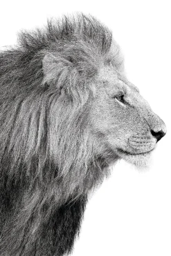 Hot Poster Lions Profile, Nr. 100 Poster