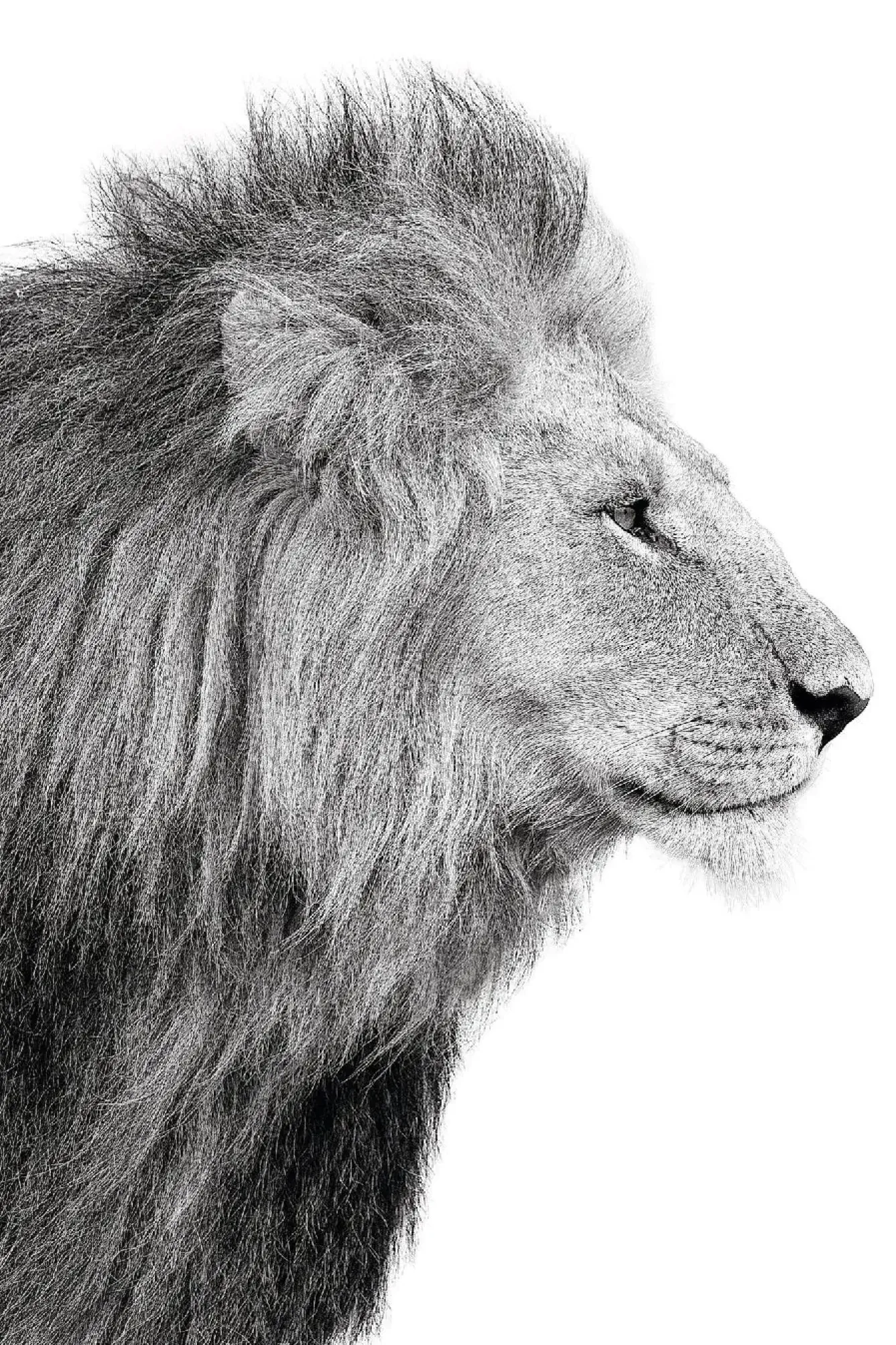 Hot Poster Lions Profile, Nr. 100 Poster