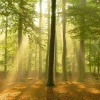 Hot Poster Sunbeam Forest, Nr. 184 Poster