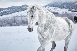 Discount Poster White Horse In Snow, Nr. 169 Poster|Weihnachtsgeschenke