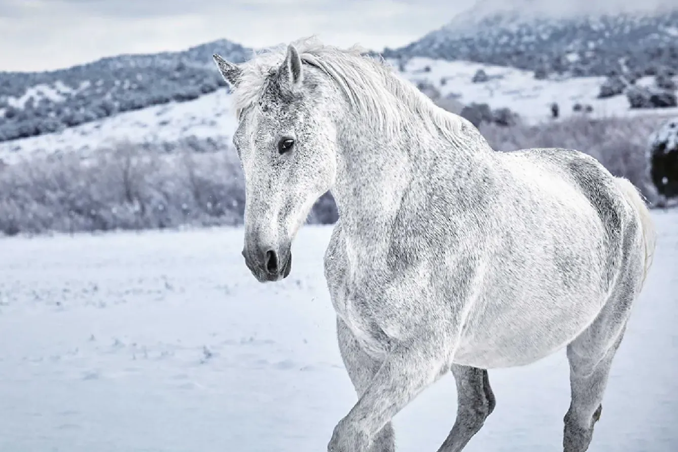 Discount Poster White Horse In Snow, Nr. 169 Poster|Weihnachtsgeschenke