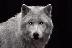 Poster White Wolf - Blue Eyes, Nr. 93 Poster|Weihnachtsgeschenke