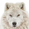Sale Poster Wolf Head, Nr. 202 Poster|Weihnachtsgeschenke