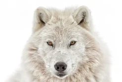 Sale Poster Wolf Head, Nr. 202 Poster|Weihnachtsgeschenke